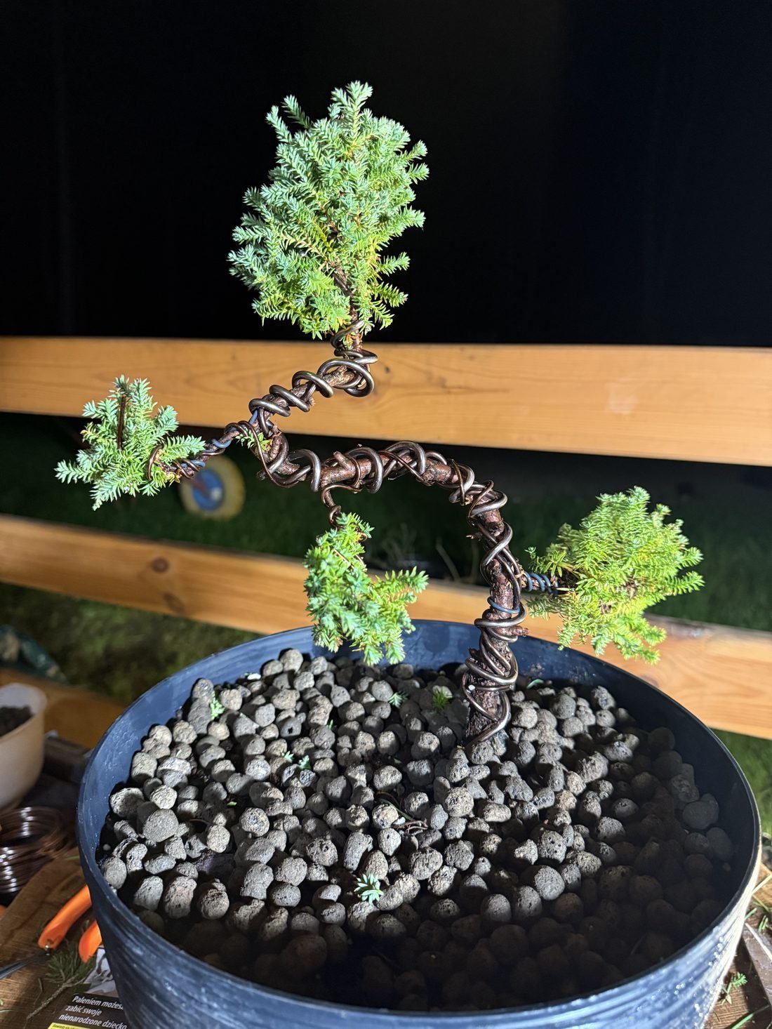 Bonsai w trakcie formowania — drut nadaje kształt